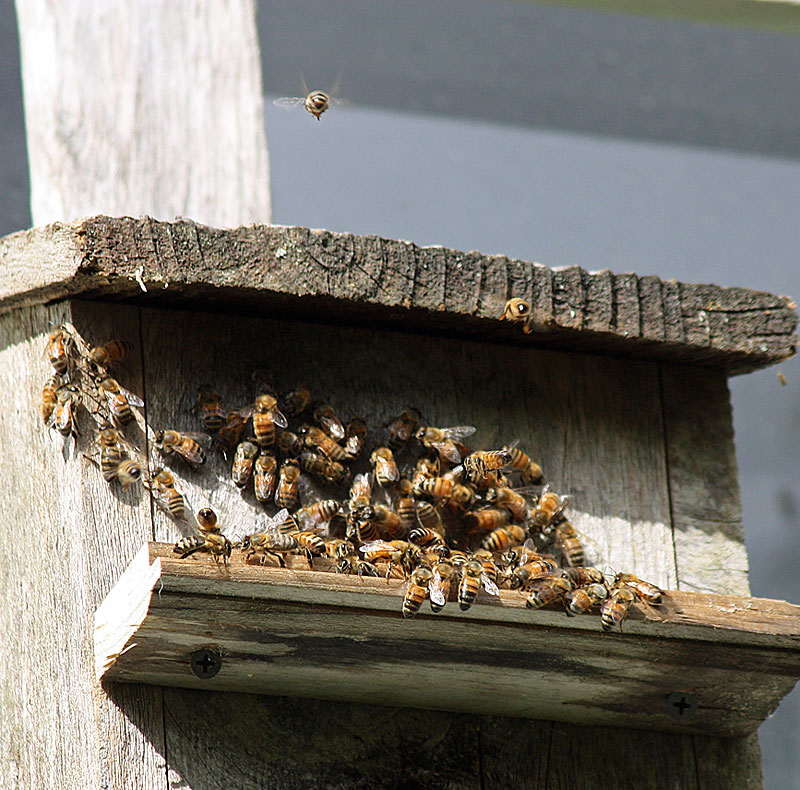 The birdhouse provides a landing spot, but also a place for guard bees to defend the entrance from intruders. (Photo by Holly S. Edwards)
