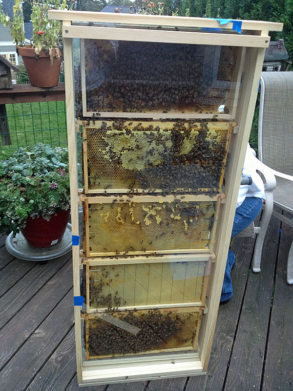Ten frames of bees from the foster hive are loaded into the observation hive. (Photo by Holly S. Edwards)