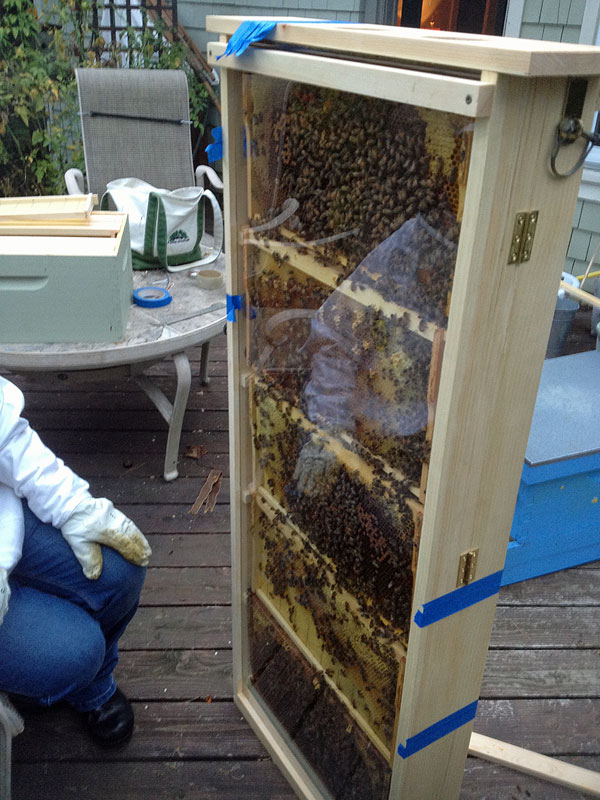 The other side of the observation hive. (Photo by Holly S. Edwards)