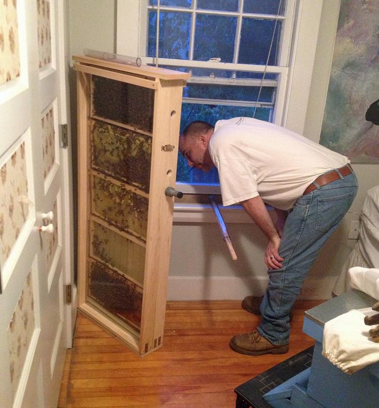 Dave Edward check out the bees inside the observation hive, now inside our house in Camden for the winter. (Photo by Holly S. Edwards)