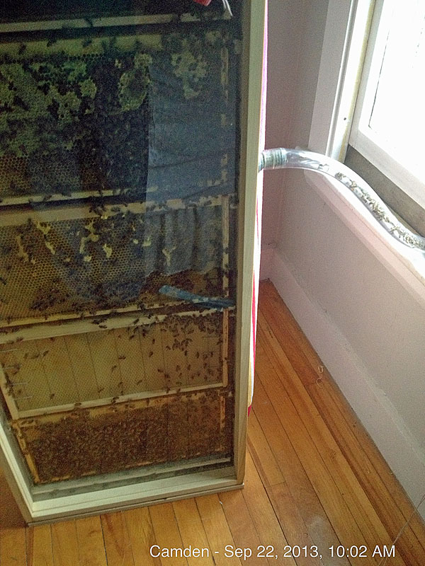 The observation hive hooked up to the outside, and bees coming and going Sunday morning, Sept. 23. (Photo by Holly S. Edwards)