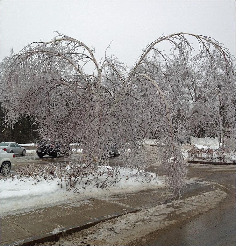 Ice nearly overcomes a birch tree at Athenahealth in Belfast. (Photo by David Edwards) Ice nearly overcomes a birch tree at Athenahealth in Belfast. (Photo by David Edwards)