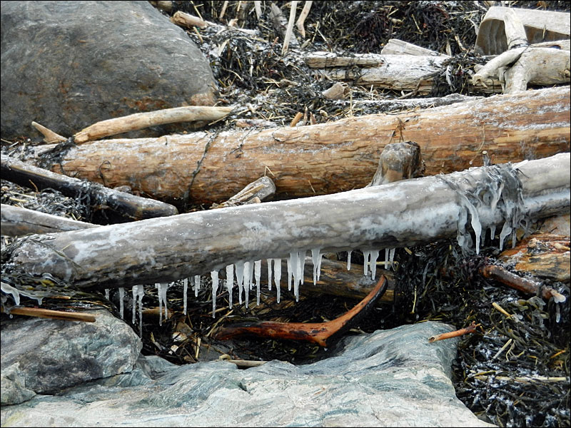 To be sure, it’ icy on Matinicus this New Year’s Eve, just like across much of Maine. (Photo by Eva Murray)