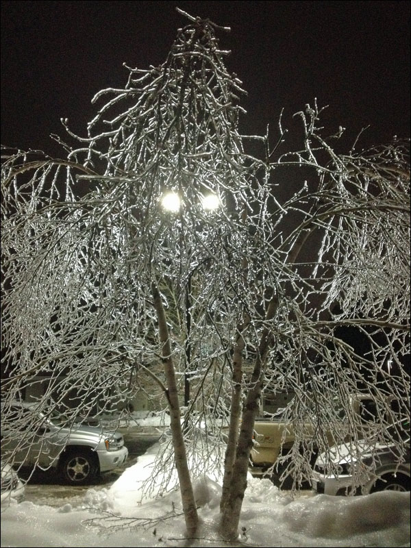 Ice remains on the trees at Athenahealth in Belfast Monday night. (Photo by David Edwards)
