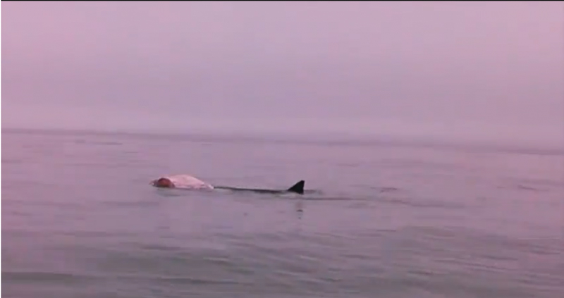 What appears to be a great white shark feeding near Damariscove Island.