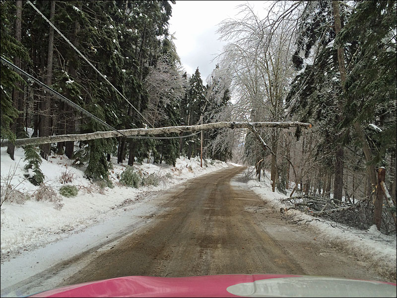 A large tree lays low on wires across the south end of Shore Road in Northport Tuesday morning. (Photo by Holly S. Edwards)