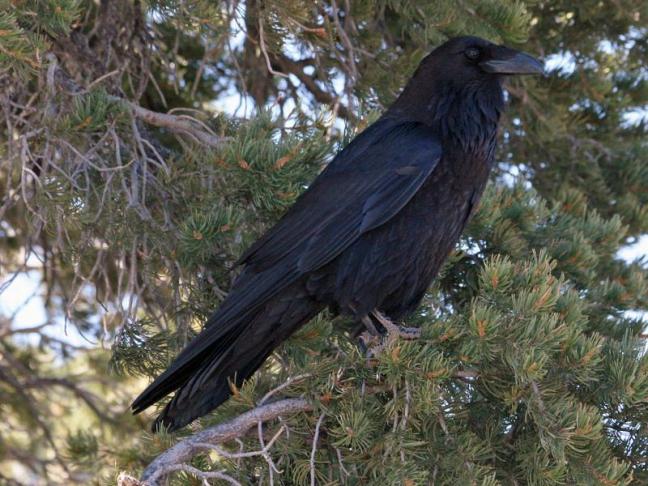 Common raven (corvus corax) at the Grand Canyon in Arizona. (Photo by Dick Daniels)