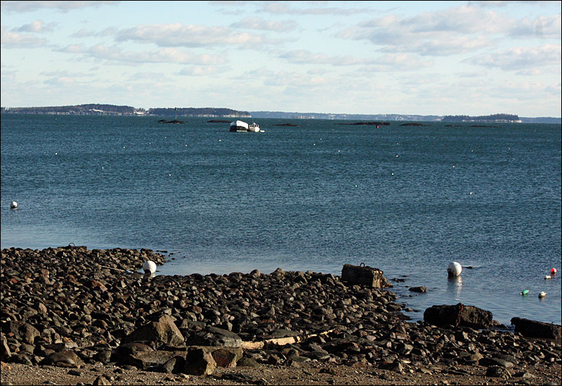 At low tide Jan. 9, the Harvest Moon and the “Nathaniel Bowditch” idle in the east side of Camden’s outer harbor. (Photo by Holly S. Edwards)