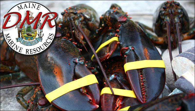 The affected area is approximately 7 square miles, out of more than 14,000 square miles in the Gulf of Maine where lobsters are harvested. (Photo by Holly S. Edwards)