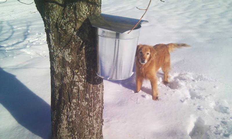 Padme the family dog watching over the maple sap for Emma’s Maine. (Courtesy Scott Arndt)