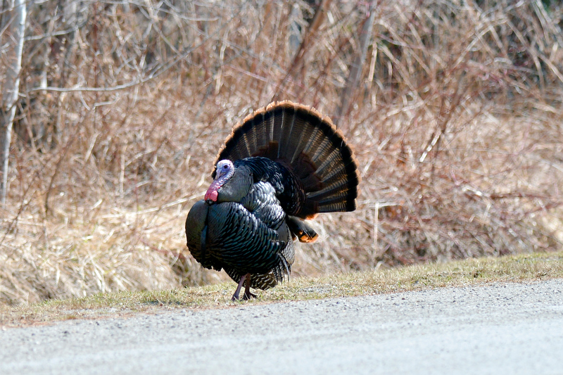 Northern Maine's wild turkey season suspended due to prolonged winter