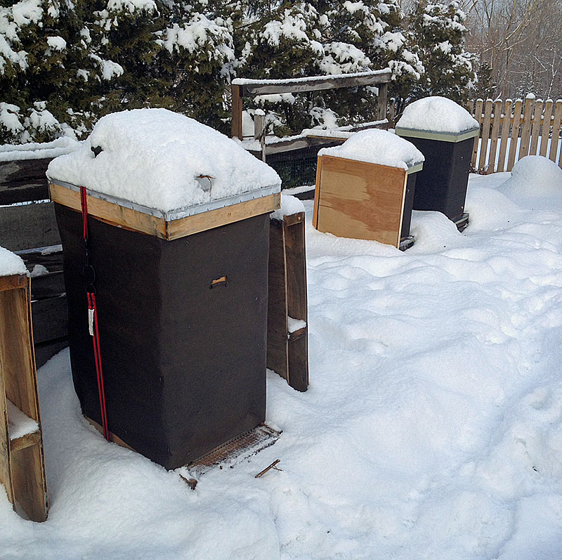 Our three wrapped honeybee hives this winter. The one in the foreground is the swarm hive we caught and rehived. The two in the back are the new nucleus hives we installed May 28, 2013, one of which threw off the swarm Aug. 22, 2013. (Photo by Dave Edwards)