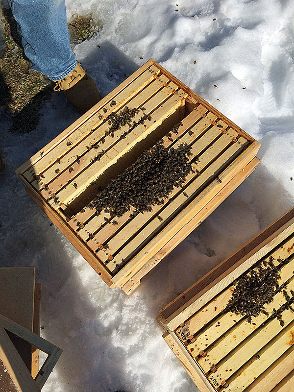 Finding the swarm hive dead out March 8, just two weeks after we checked on them and saw them making cleansing flights on a warm Saturday in February. (Photo by Holly S. Edwards)