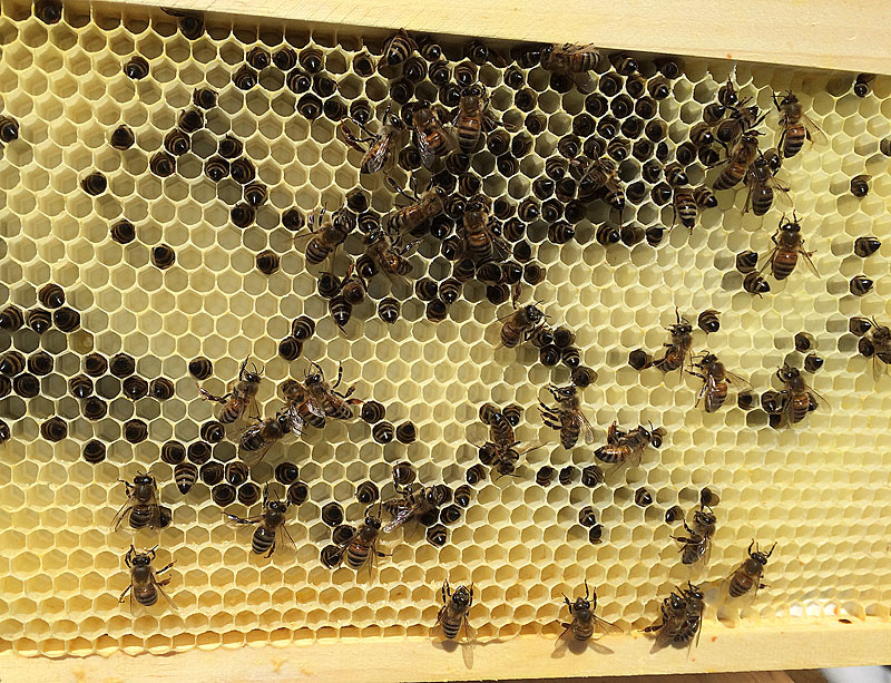 All the bees on this frame are dead, and many of them died of starvation with their heads buried deep in the cell and only their back ends visible. (Photo by Holly S. Edwards)