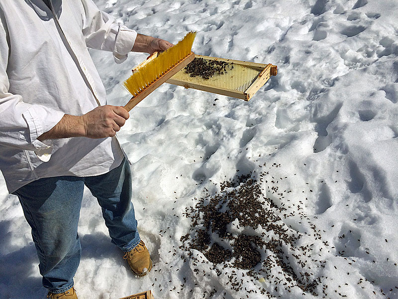 Dave brushes dead bees from the swarm hive off the comb, so we can store the drawn frame for use later in the spring. (Photo by Holly S. Edwards)