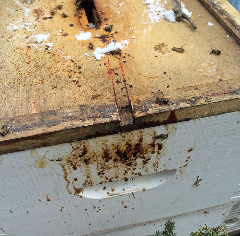 A beekeeper who sees this outside their hive can be assured the bees inside are suffering from dysentery, and possibly nosema, a fungal disease that can set bees back in the spring. Our bees didn’t display this issue coming out of winter this year. (Photo by Holly S. Edwards)