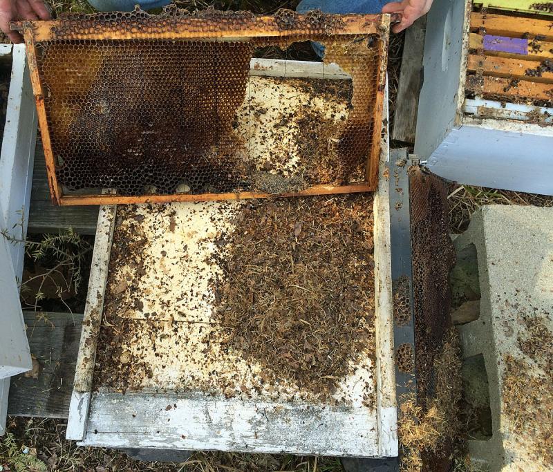 Beekeepers who don’t add a mouse guard to the front of their hive might open their hive in April and find a mess of damaged honeycomb, missing honey, bee wings and legs and other scraps used to build a comfy nest. (Photo by Holly S. Edwards)