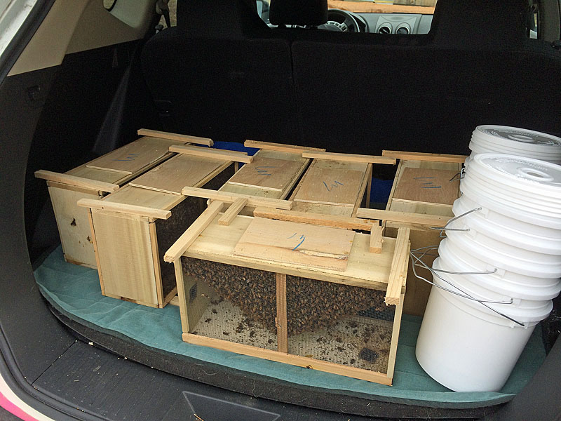 New honeybees! These are packages of bees, seven in total. Three were for the Edwards Apiary and the rest went to other beekeepers in Camden and Rockport. The buckets to the right are used to feed the bees sugar syrup as they begin the process of building honeycomb onto the frames inside their new hives. (Photo by Holly S. Edwards)