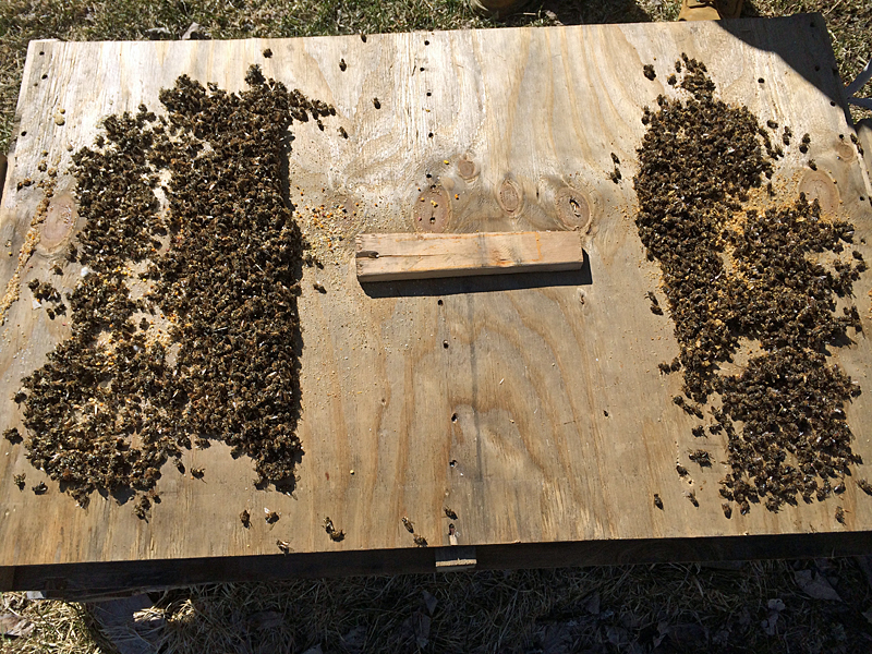 During a spring check of the hive, finding this many dead bees at the bottom of the hive box is normal .The pile on the left is from the stronger of our two hives, which makes sense since they went into the winter with more bees than the smaller hive. (Photo by Holly S. Edwards)