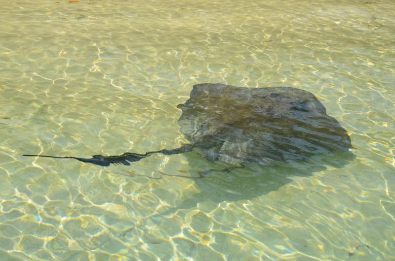 A man ‘o ray in the habitat rich waters around Bimini. (Photo by Lynda Clancy)