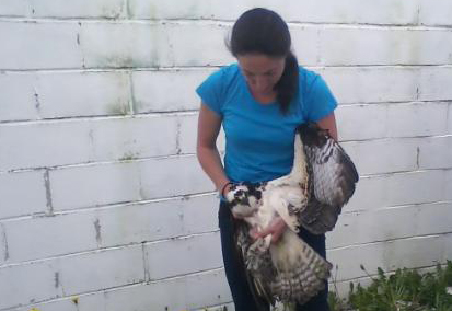 Shelley holds the osprey and carefully takes it outside. (Photo courtesy Jana Halwick)