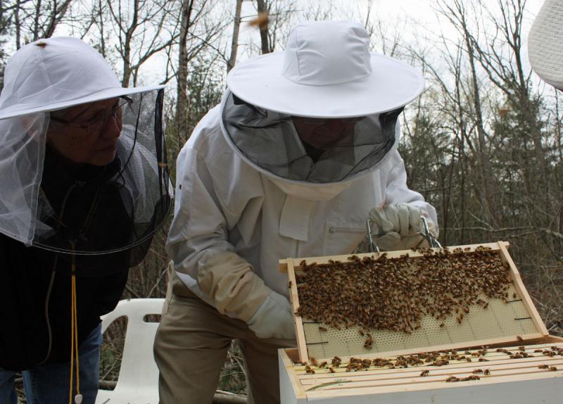 Tom and Nancy Cox of Rockport go through one of their new hives for the first time, looking for eggs, larvae and the queen. (Photo by Holly S. Edwards)