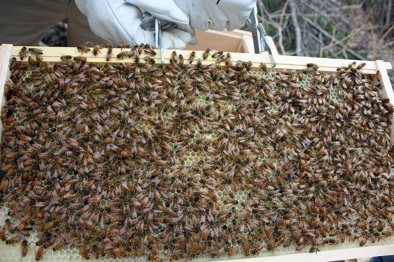 Busy bees at the Cox homestead near Simonton Corner. (Photo by Holly S. Edwards)