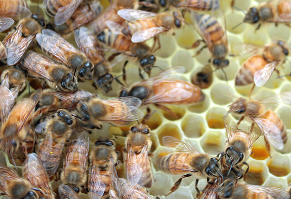 The queen in one of the Coxes’ hives is this large specimen with a yellow abdomen that turns dark at the tip. (Photo by Holly S. Edwards)