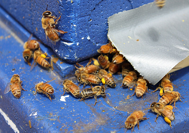 The bees at the new hive at Erickson Fields have been busy bringing in a variety of pollen since they arrived in town April 21. (Photo by Holly S. Edwards)