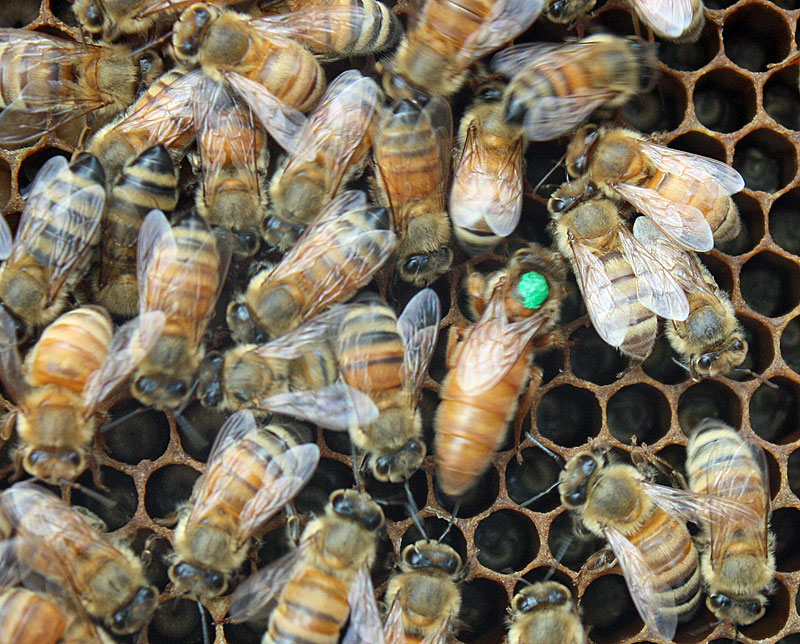 Beekeepers, especially new ones, will often request marked queens to make spotting them easier. This year, all queens are marked with a green dot, which helps beekeepers keep track of how old they are. Queens will often be replaced after three years if the hive hasn’t already made moves to replace her with a new, more productive queen. (Photo by Holly S. Edwards)
