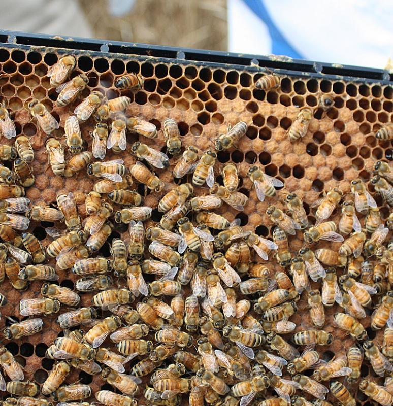 This frame shows capped brood already appearing in a new hive. An female worker egg is laid in a cell on day one, and it grows into a larvae. The cell is capped on the ninth day and after the larvae pupates, a new bee emerges on day 21. Drones, males, hatch on day 24, but female worker eggs selected to be reared as queens are fed a consistent diet of royal jelly and their cells are built longer to accommodate their larger size. Queens develop quickly, and hatch on day 16. (Photo by Holly S. Edwards)