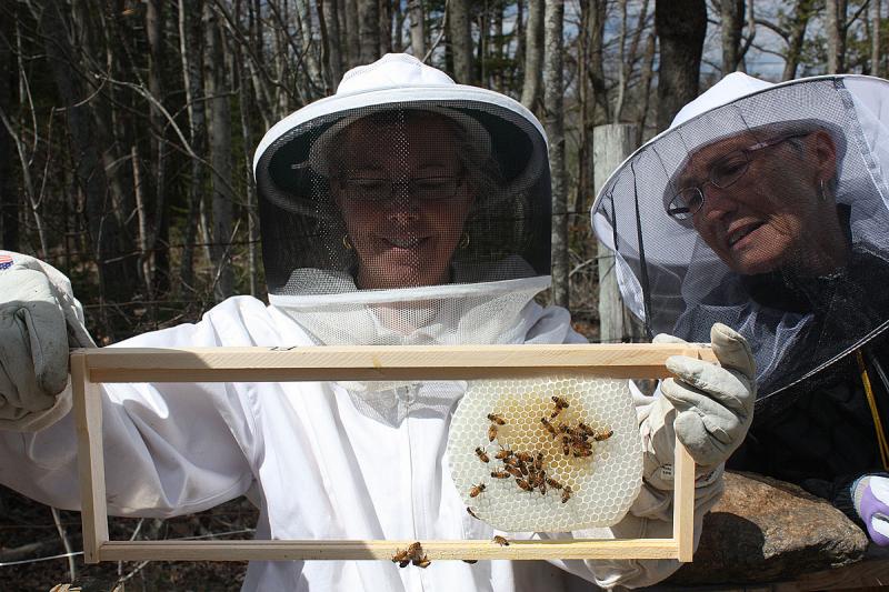 Brand new honeycomb being drawn on an empty frame. (Photo by Dave Edwards)