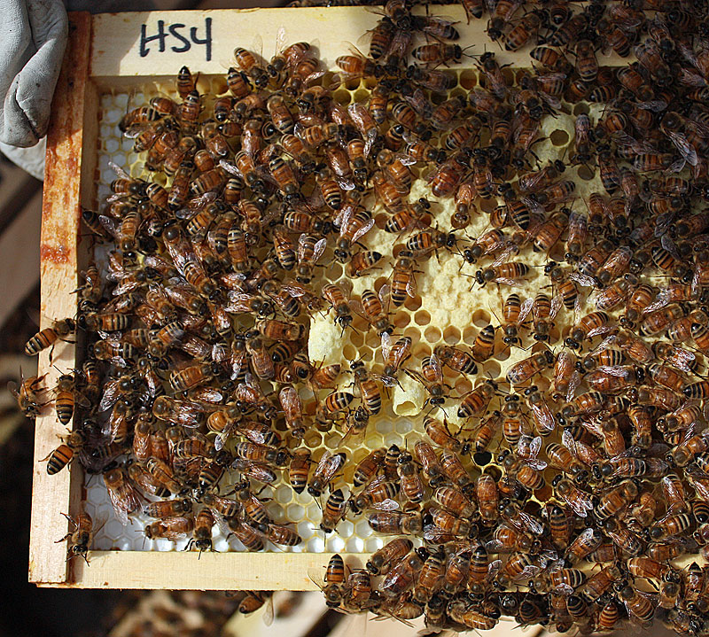 Queen cups, which look like peanuts attached to the honeycomb, are special cells built around existing eggs selected to become future queens. When a new colony builds one or more this early, they have likely determined the queen is not laying well or fast enough, due to inadequate mating, and they plan to supersede her. (Photo by Holly S. Edwards)