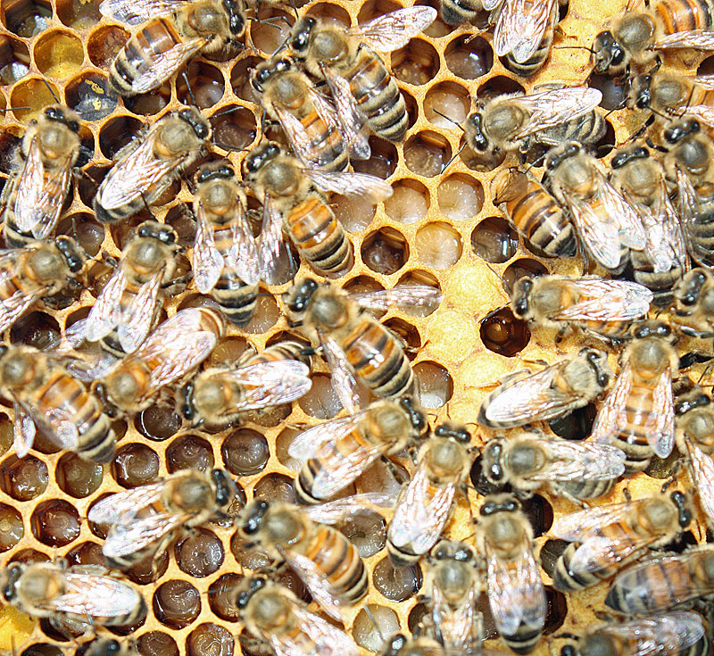 Uncapped and capped larvae can be seen on this frame. (Photo by Holly S. Edwards)