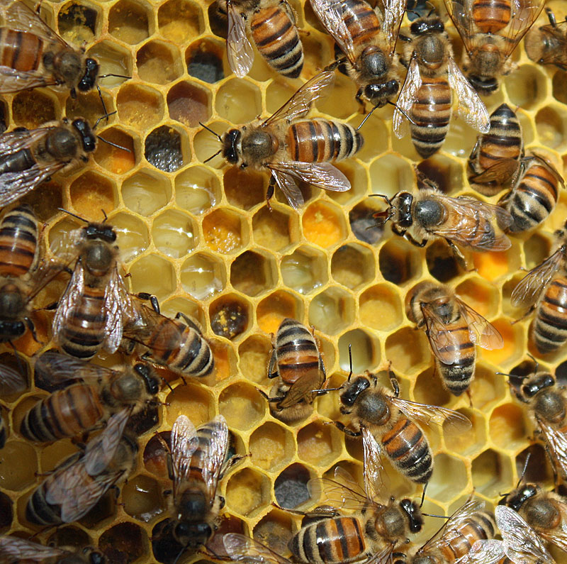 Early spring pollen in the Aldermere Farms hive. (Photo by Holly S. Edwards)