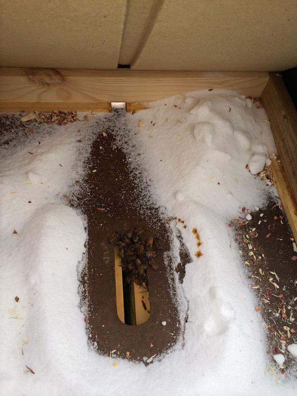 The small hive is showing activity on a nice, sunny day on March 11. The white you see in the photo is granulated cane sugar, placed above the inner cover as an emergency measure. (Photo by Holly S. Edwards)