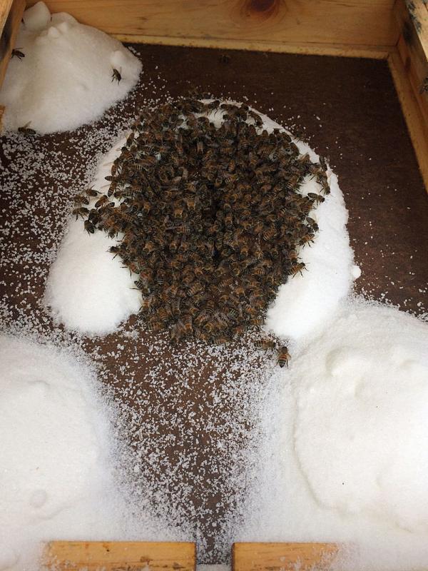 The big hive next to it is obviously bigger, as this photo shows the contrast in activity and numbers that have moved up above the inner cover holding heat on the frames, brood and the remaining cluster below. (Photo by Holly S. Edwards)
