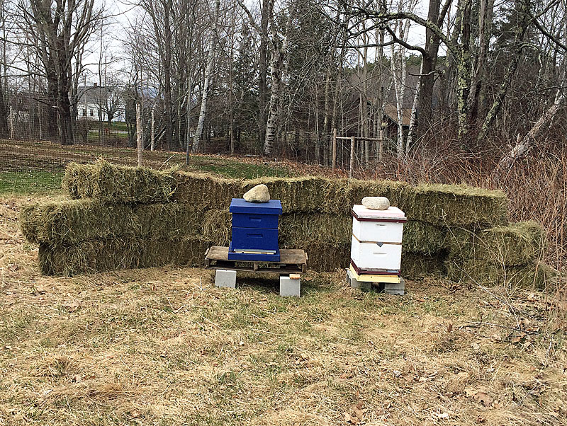 A new hive and an overwintered hive at Erickson Fields in Rockport. (Photo by Holly S. Edwards)