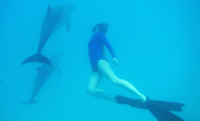 Swimming with wild dolphins off of the Bahamian island of Bimini in mid-April. The dolphins will swim with humans, if it fits their schedule on a given particular day. (Photo by Sue Armstrong)