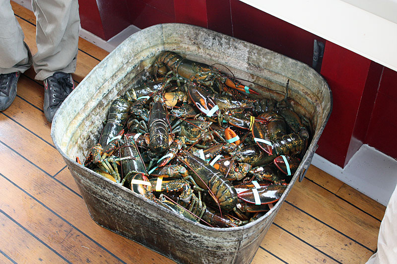 A tub filled with Thursday dinner’s main course. (Photo by Holly S. Edwards)