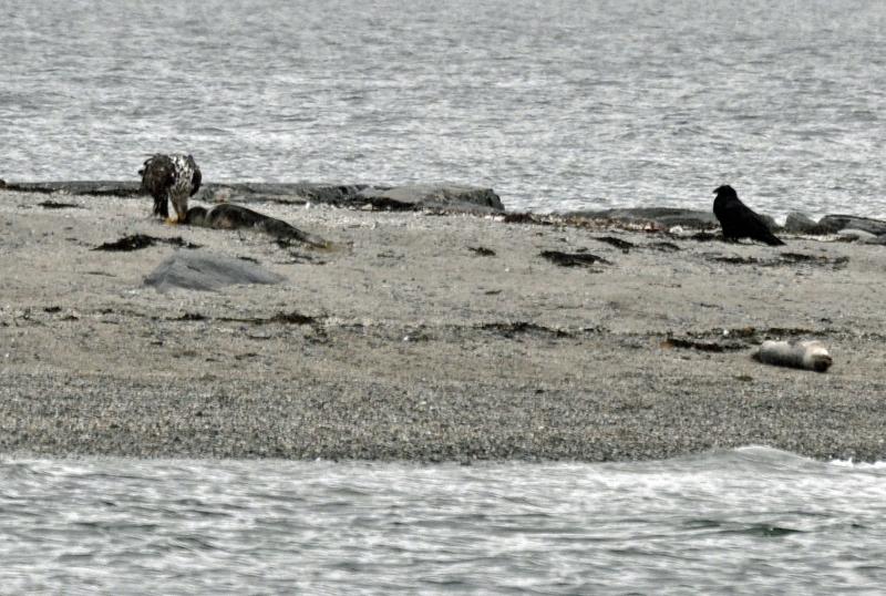 An eagle eats a dead seal pup, while another pup lollygags around nearby and a crow waits for a chance to grab a scrap or two. (Photo by Holly S. Edwards)