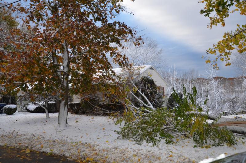 A tree fell on a Russell Ave. house in Rockport. (Photo by Lynda Clancy)
