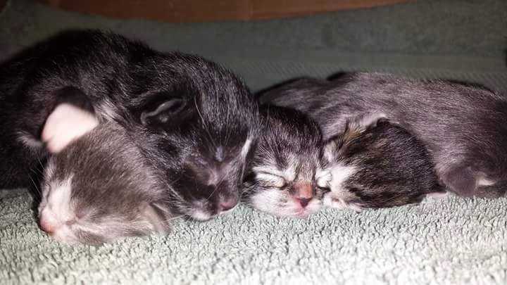 Kittens in foster care