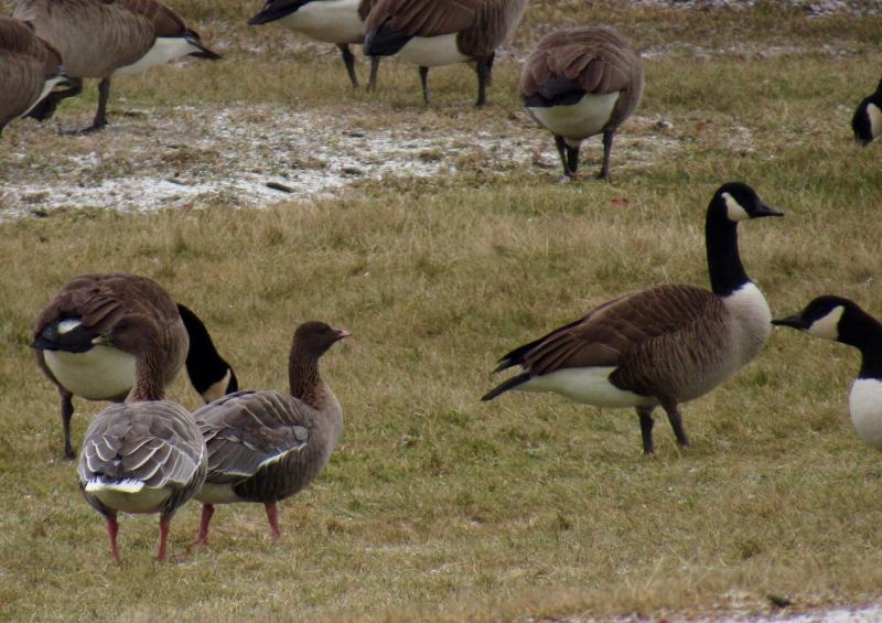 Two rare Pink-footed Geese (left foreground) recently found amid a flock of Canada Geese in Rockland.