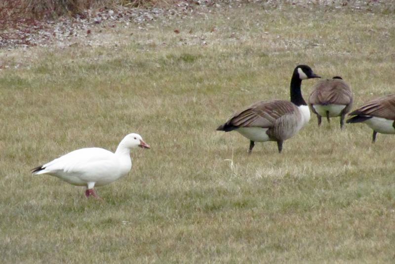 The Snow Goose (left) found in Rockland in December 2016 is hanging out with a large flock of Canada Geese. (Photo courtesy Kristen Lindquist)