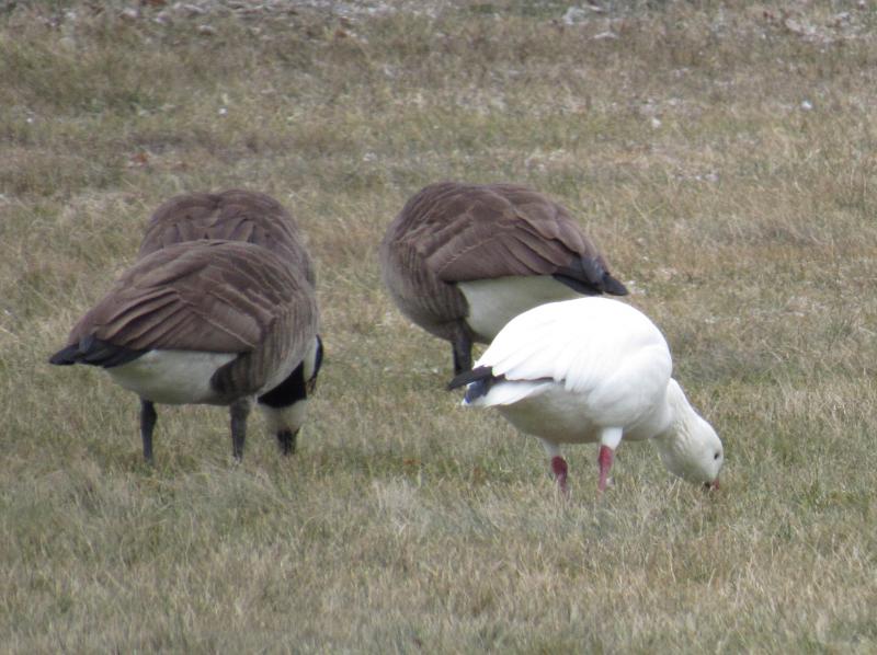 SnowGoosegrazing. (Photo courtesy Kristen Lindquist)