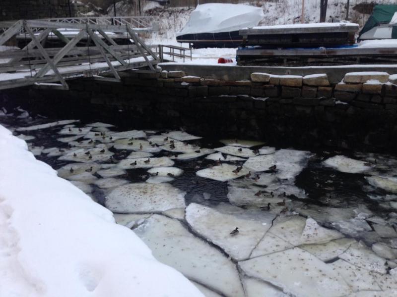 At the outlet of the Goose River in Rockport, ducks were hunkering down just before the snow began to fall Jan. 4.