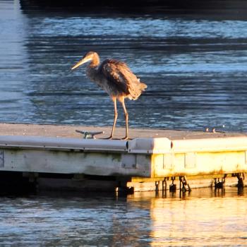 A heron visits Camden Harbor early Monday morning. (Photo by Holly S. Edwards)