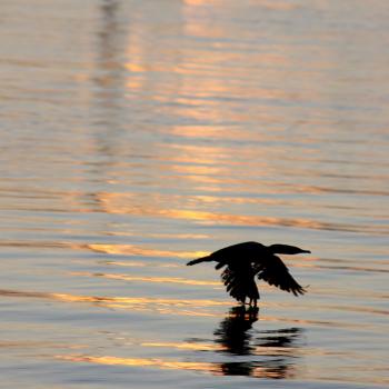 A cormorant glides across the water in Camden Harbor. (Photo by Holly S. Edwards)