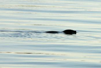 Another busy creature in Camden Harbor early Monday morning, a seal. (Photo by Holly S. Edwards)